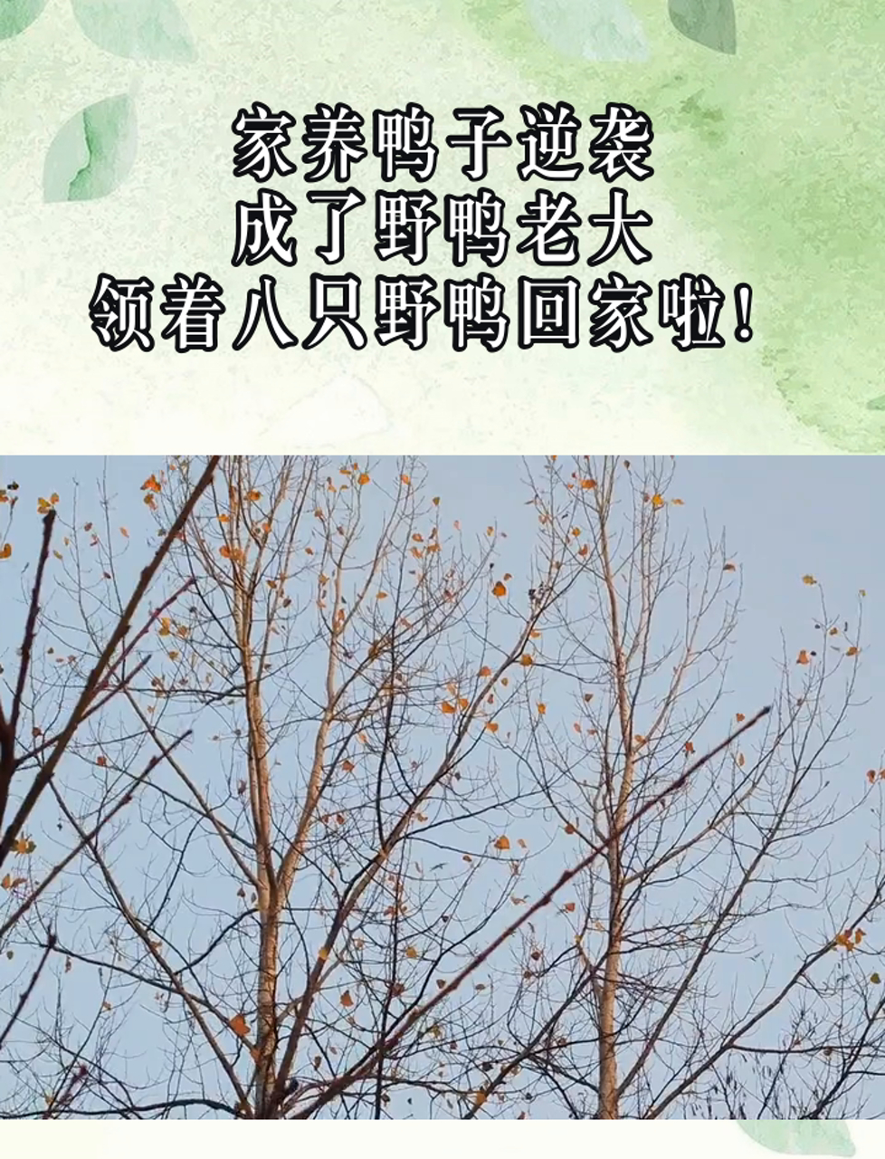家养鸭子逆袭,成了野鸭老大,领着八只野鸭回家啦!
