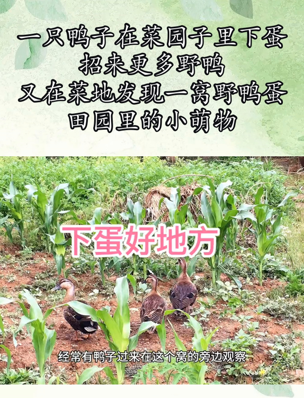 一只鸭子在菜园子里下蛋,招来更多野鸭,又在菜地发现一窝野鸭蛋,田园里的小萌物
