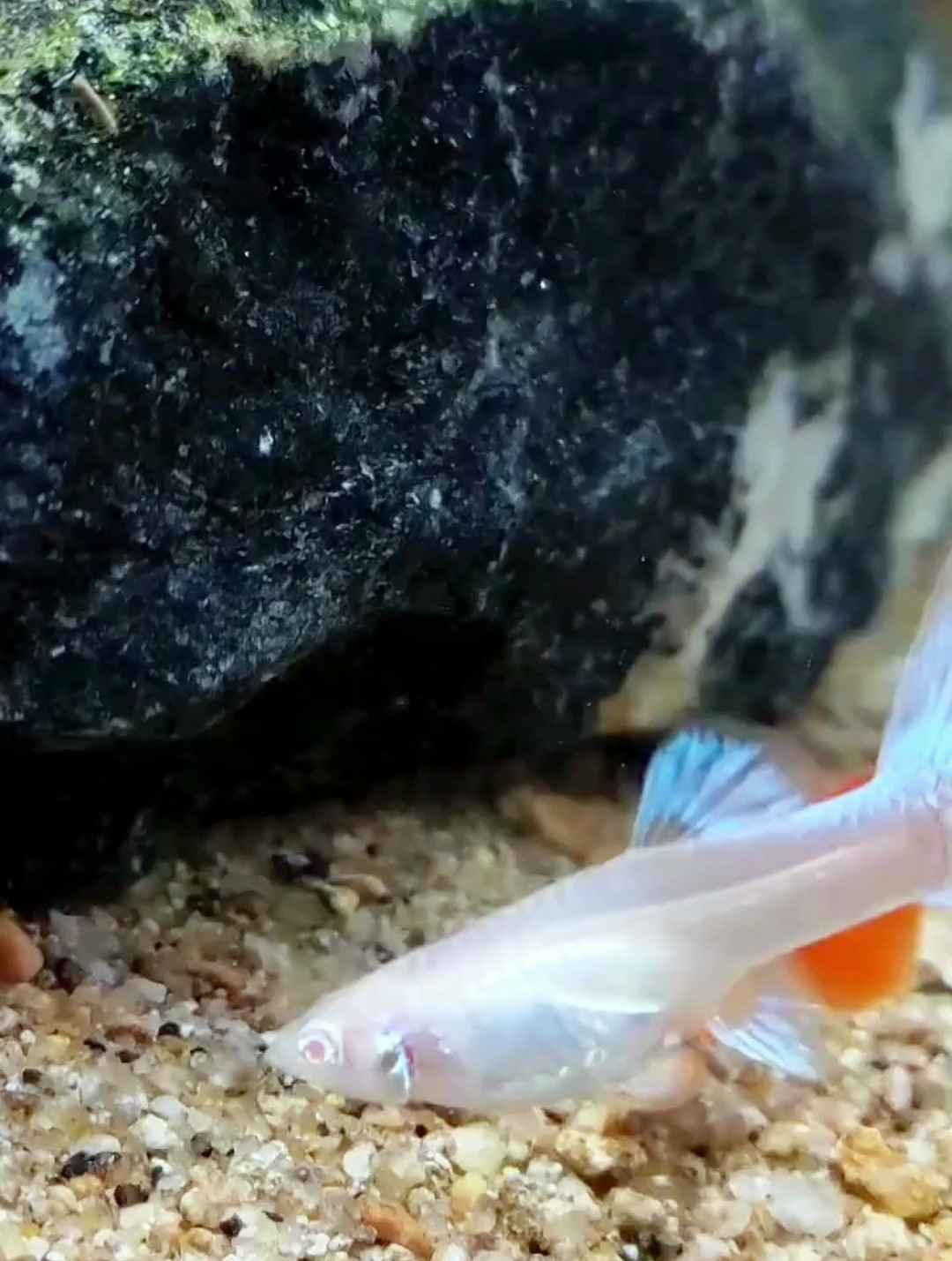 孔雀鱼需不需要打氧?听听老师傅的专业建议!