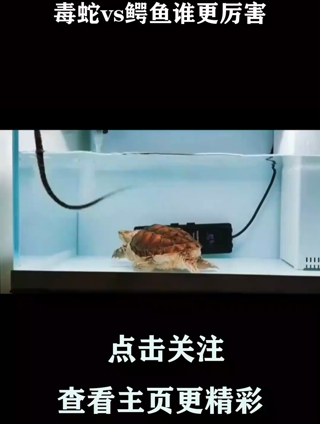 毒蛇vs鳄鱼谁更厉害