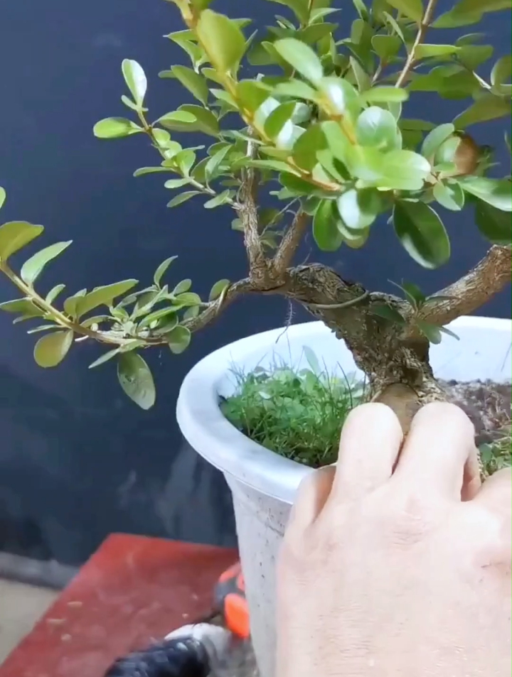 普通小黄杨,这样修剪造型成双杆的矮霸盆景,您觉得怎么样?