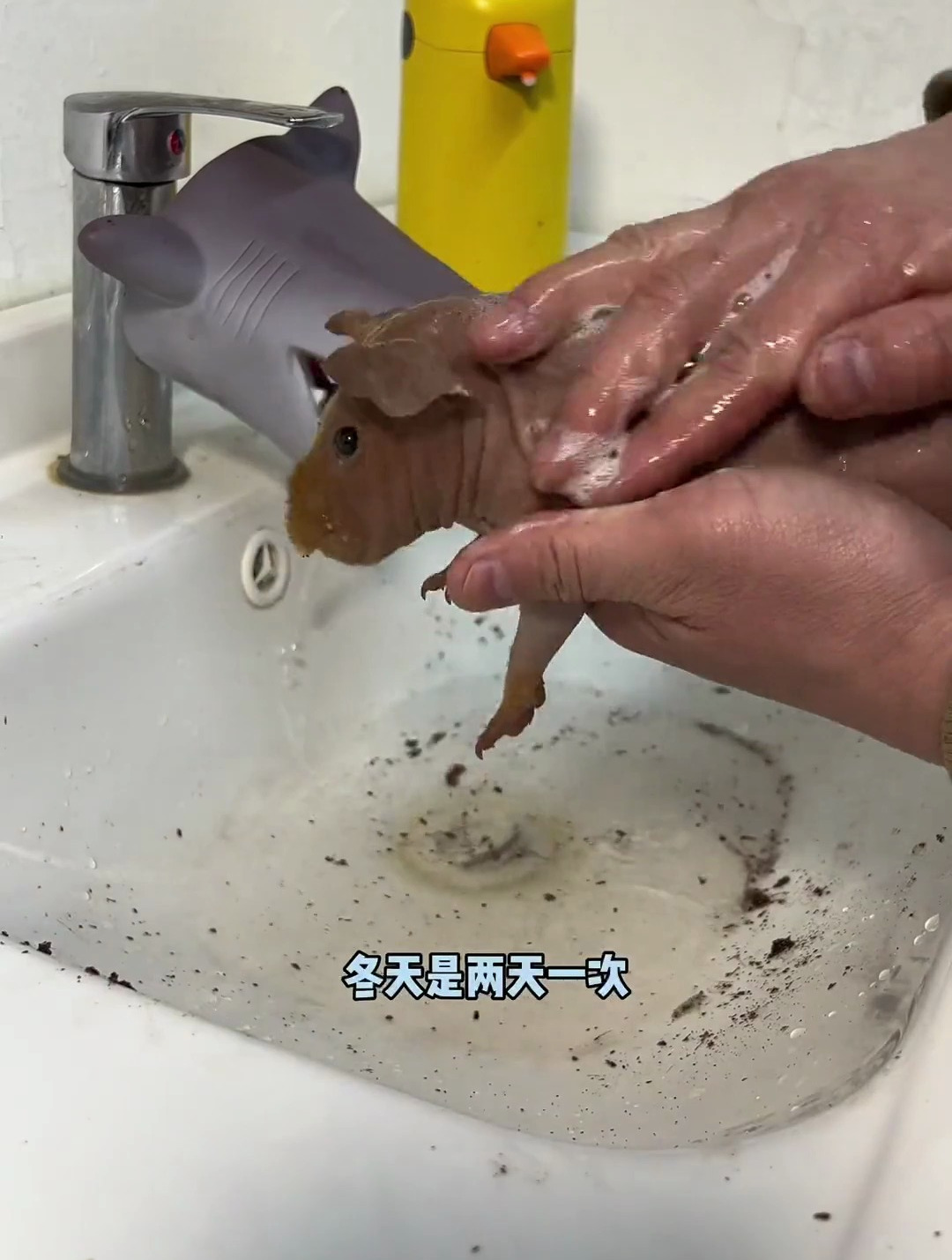 小河马带我找到了一些奇怪的蛋?什么动物冬天孵蛋呢?