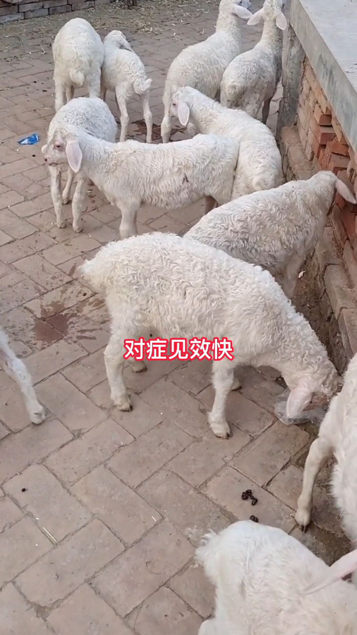 羊拉稀不用愁,看懂羊粪便,对症治疗见效快!