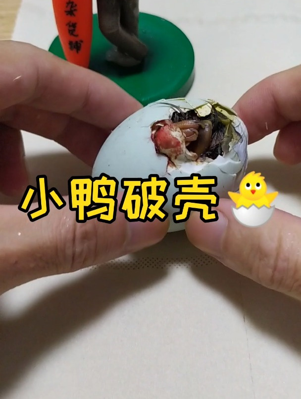 小鸭破壳了!该怎么养它呢?