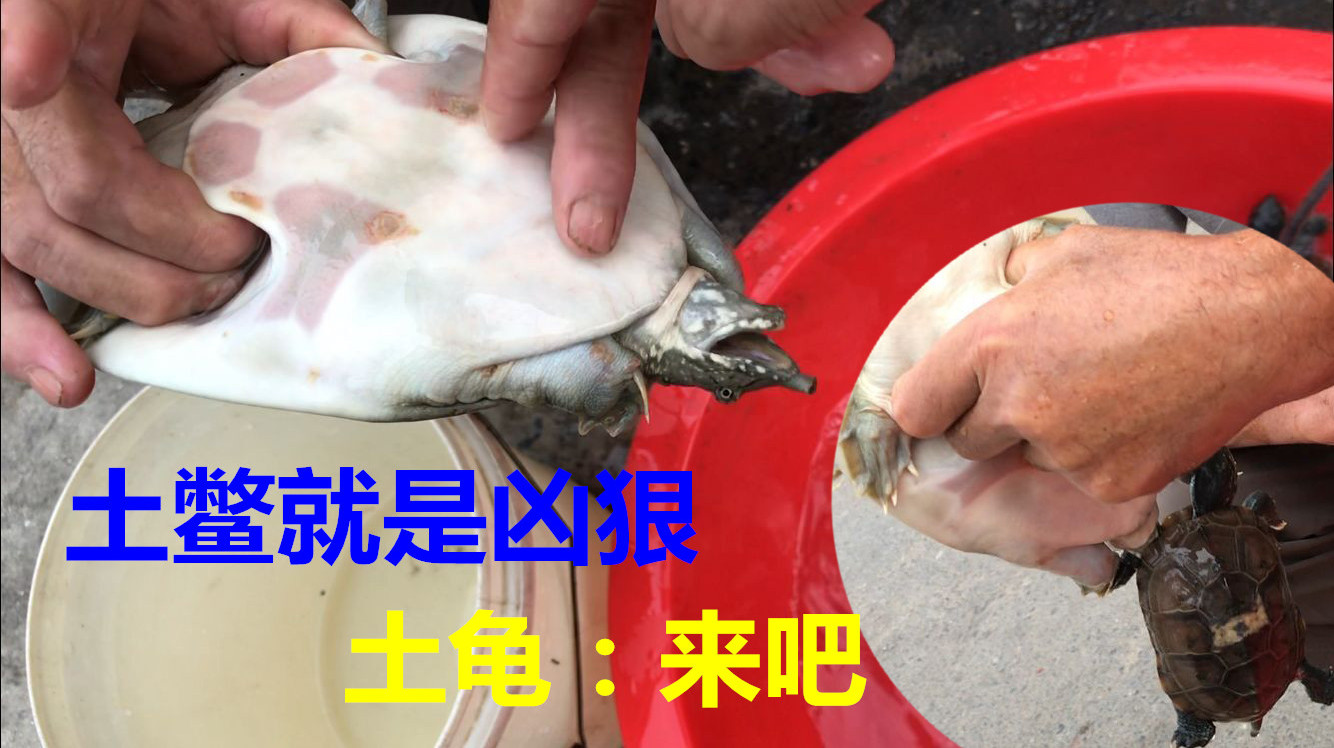 大清早乡村集市野货多,这只纯野生甲鱼稀罕,土鳖鱼咬住乌龟不放
