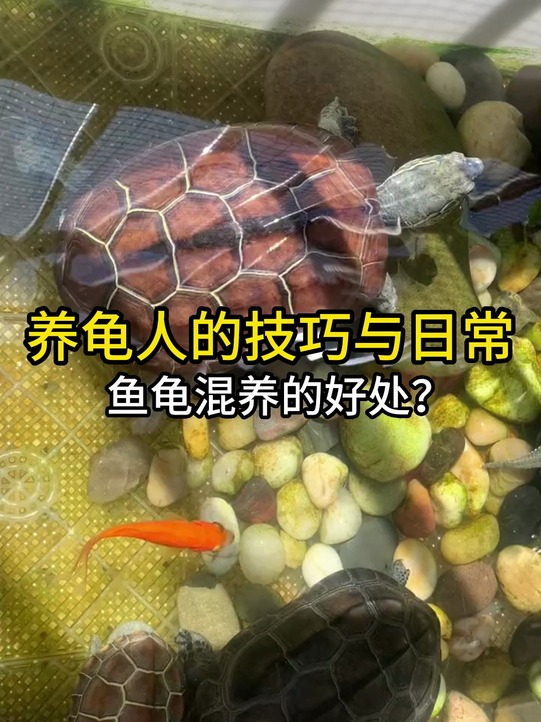 鱼龟混养的好处?谁不想和我一样鱼龟双全!