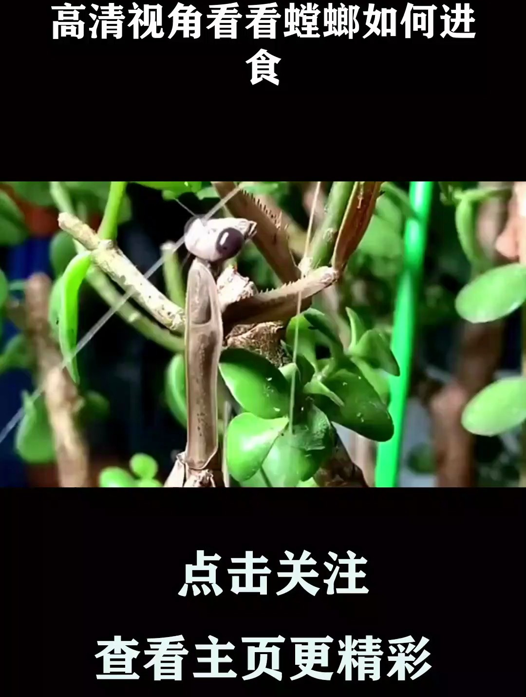 高清视角看看螳螂如何进食!