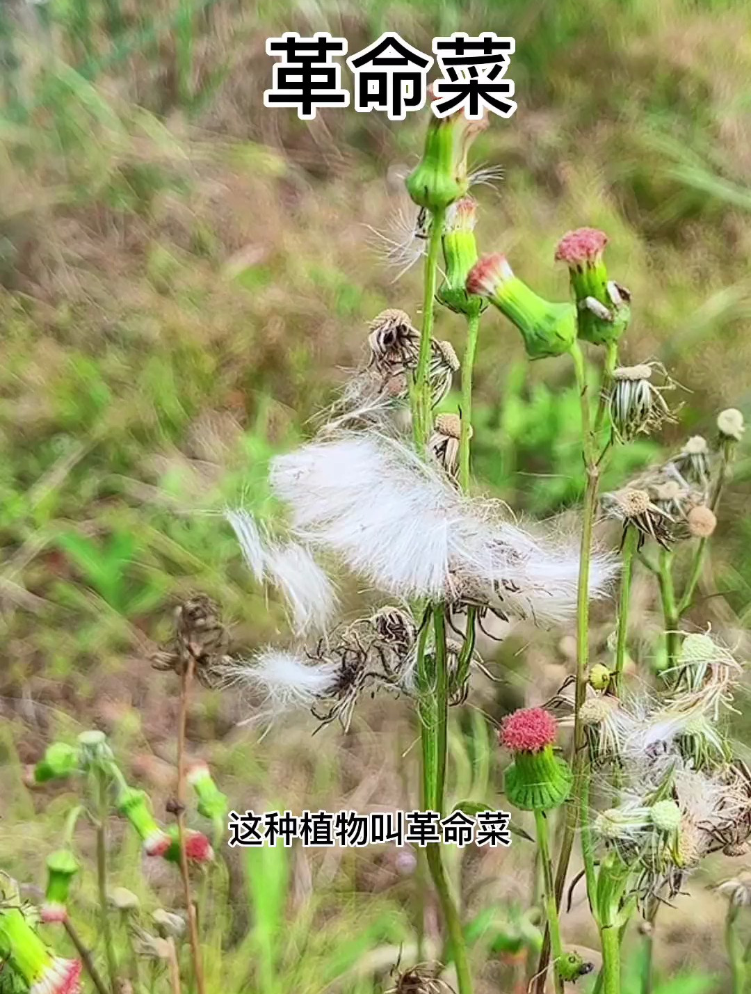 革命菜 农村到处可见的
