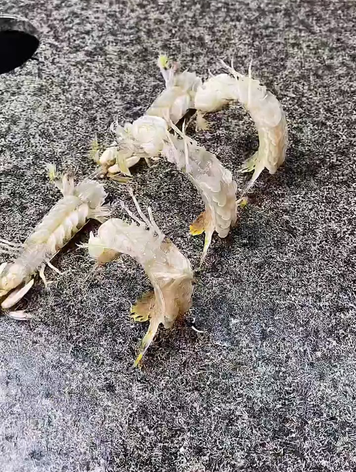 蛋黄皮皮虾教程