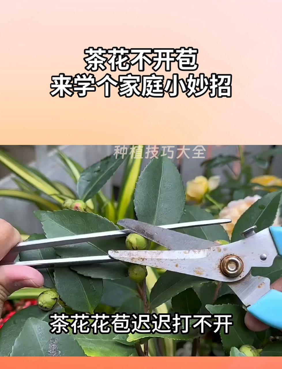 茶花不开苞,来学个家庭小妙招