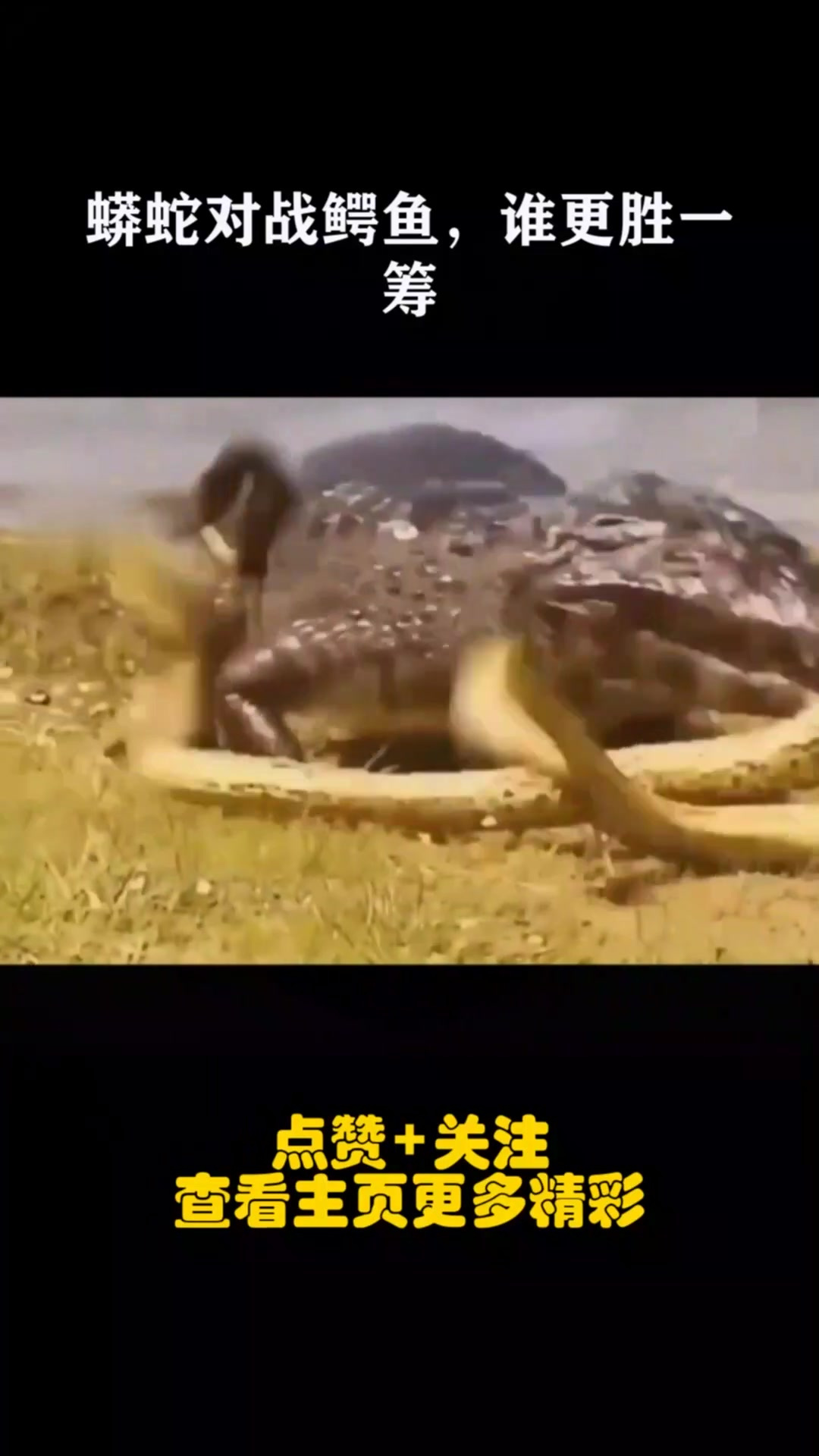 蟒蛇对战鳄鱼,谁更胜一筹