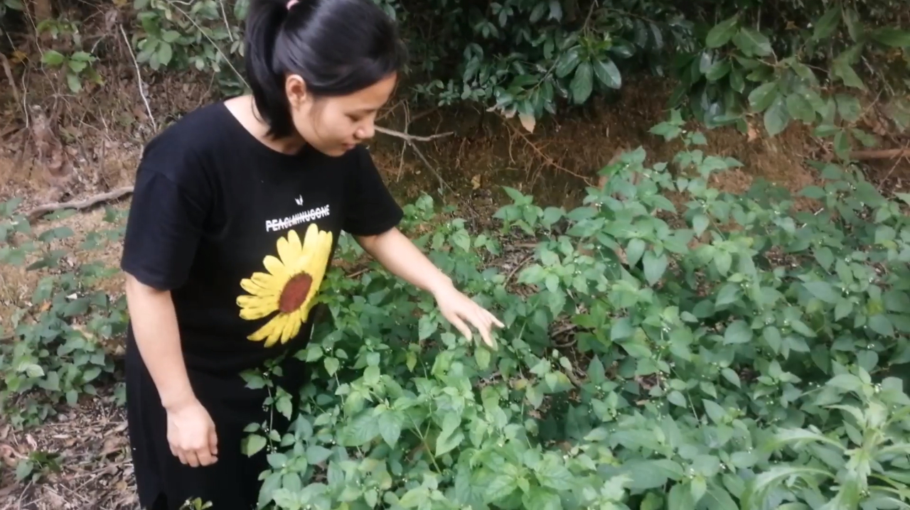 阿玲山下发现一棵超大的野果,竟有缓解喉咙痛的功效你认识吗
