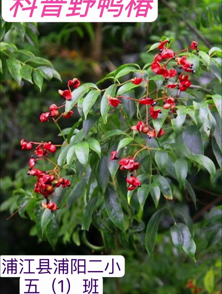 中文组-70-科普野鸭椿