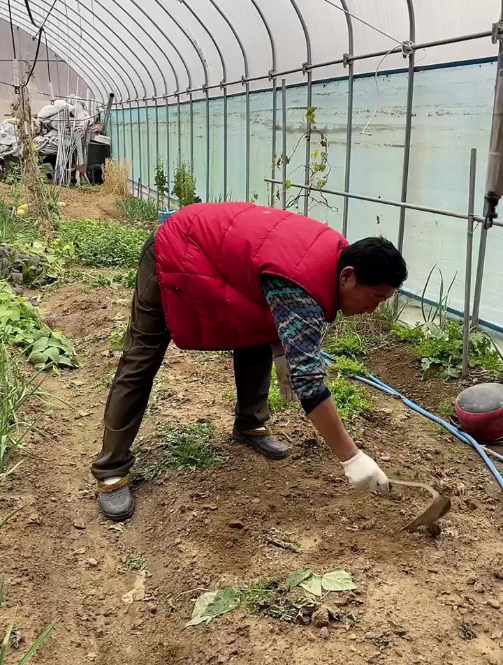 菜地里有很多又大又胖的芥菜,晒干做梅菜扣肉吃