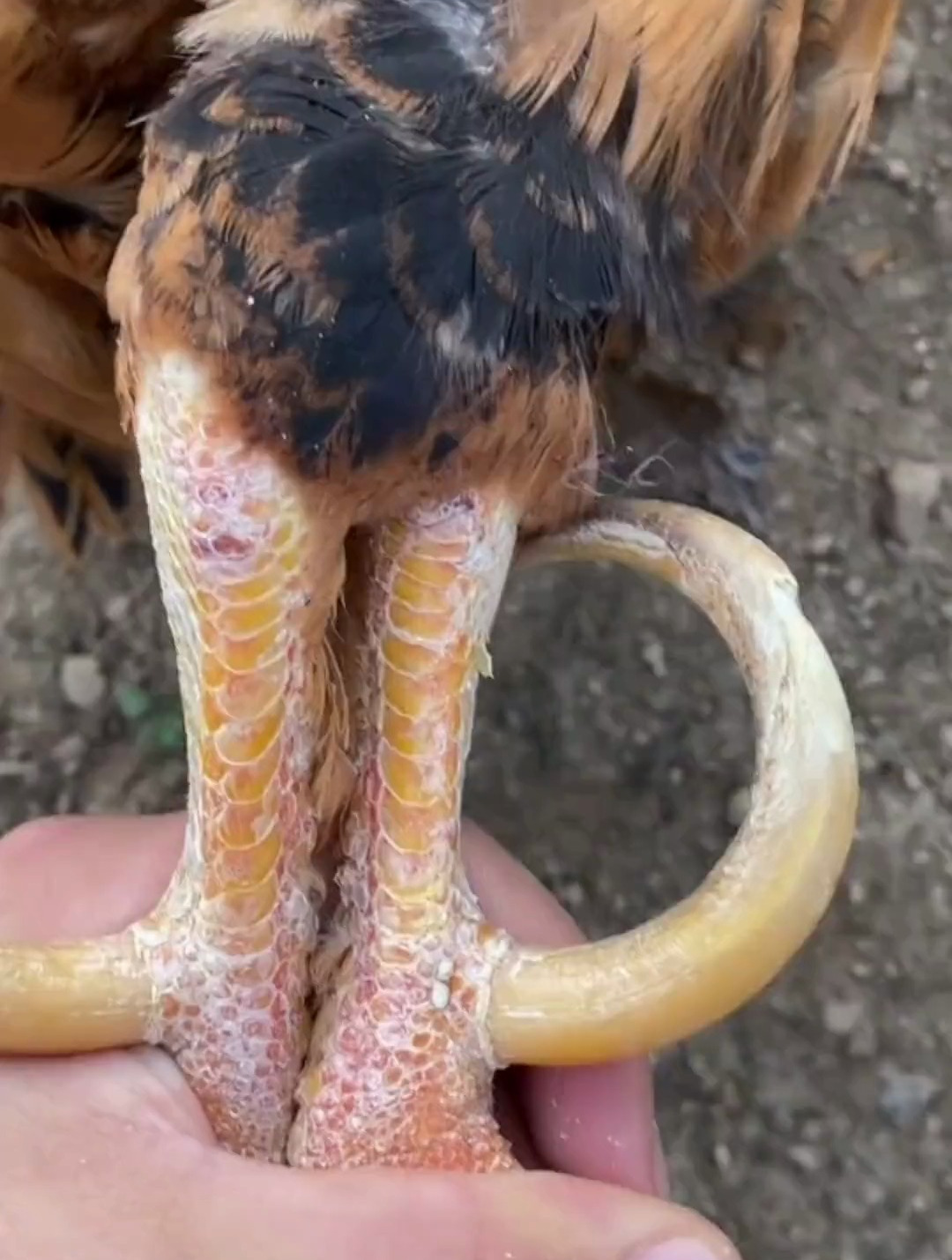 文玩鸡爪骨,这个就比较贵了