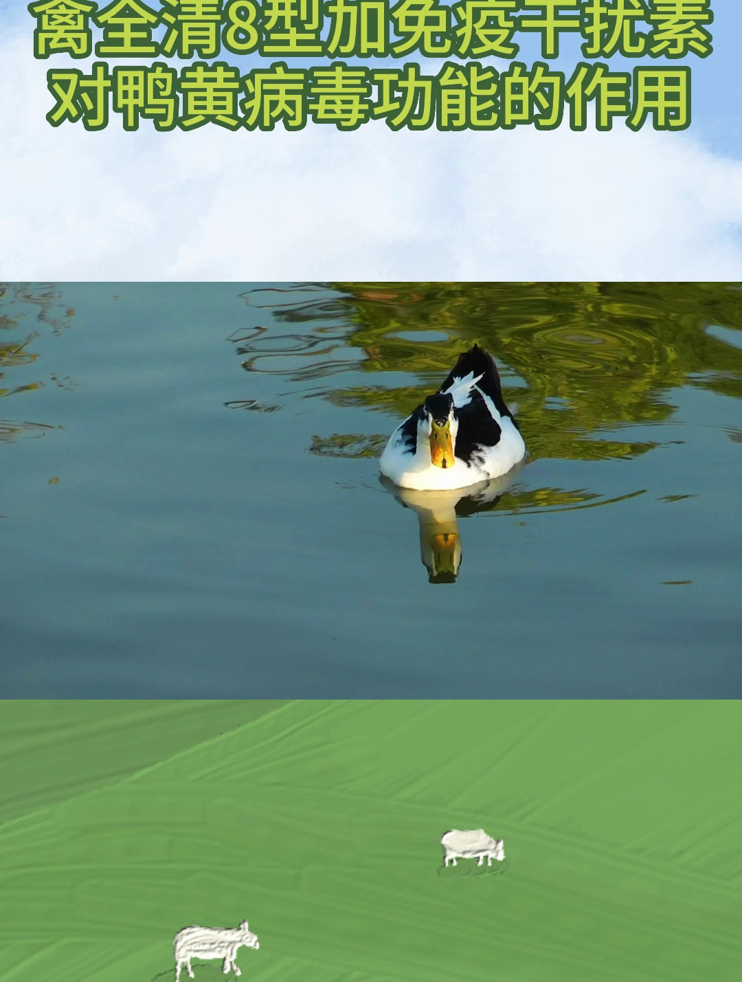 禽全清8型加免疫干扰素对鸭黄病毒功能的作用