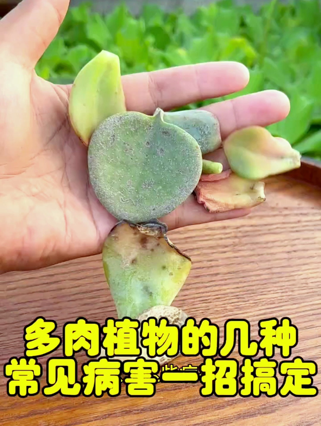 多肉植物的几种常见病害,教你如何一招搞定?