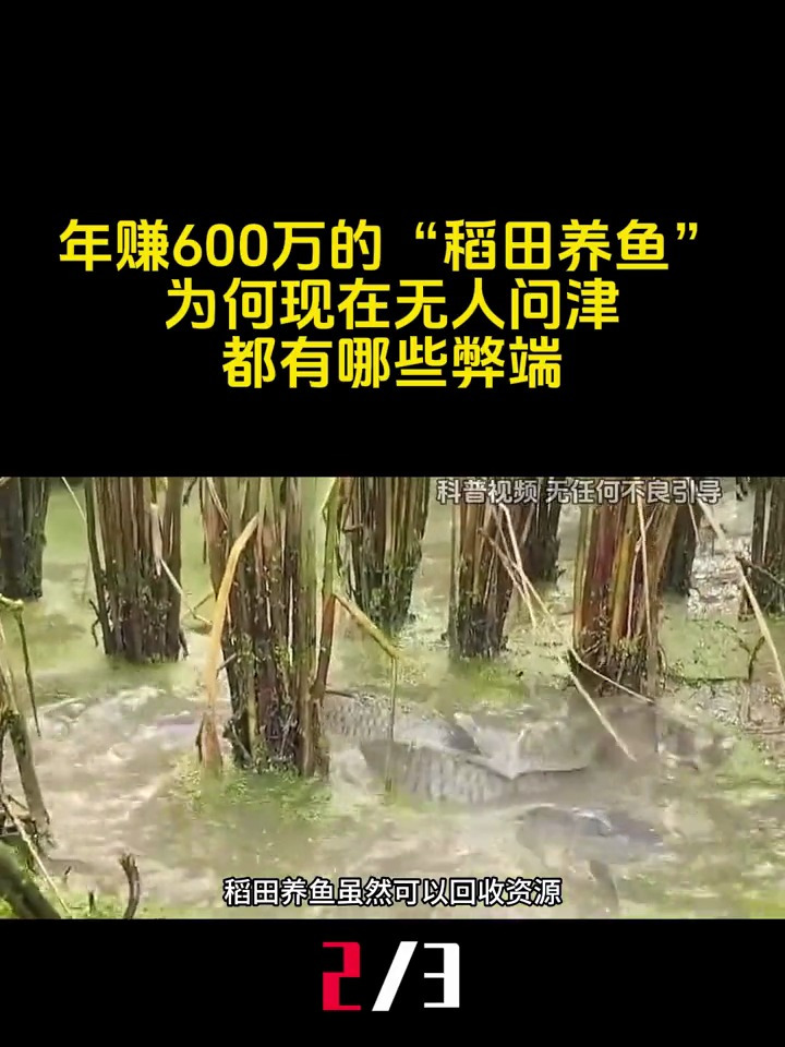 年赚600万的稻田养鱼,为何现在没人养了?