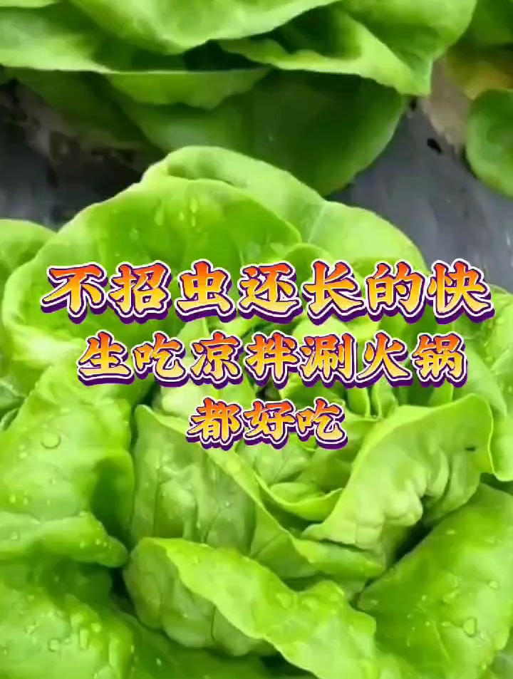不招虫还长得快的奶油生菜,生吃凉拌涮火锅都好吃