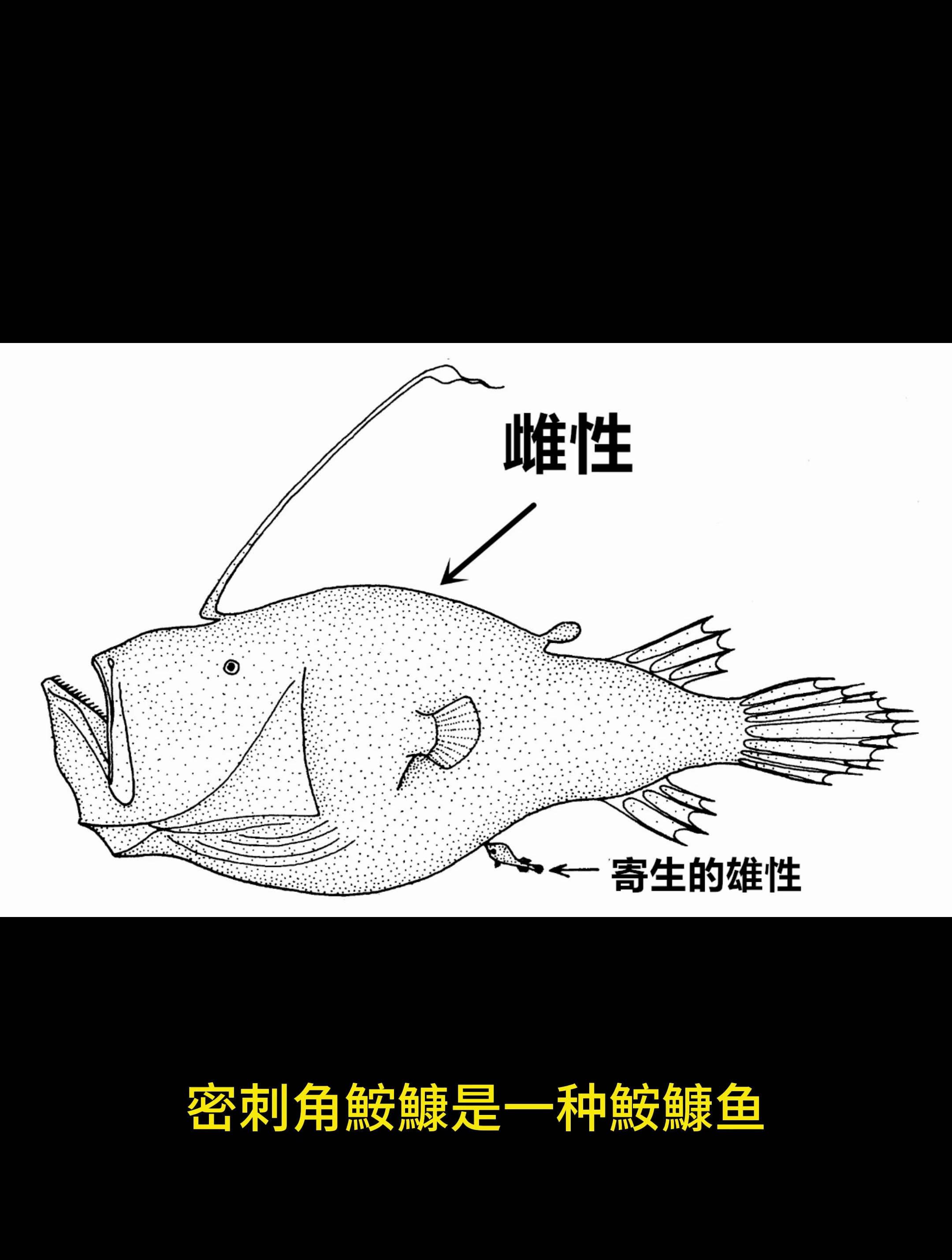密刺角鮟鱇:雄性寄生在雌性身上
