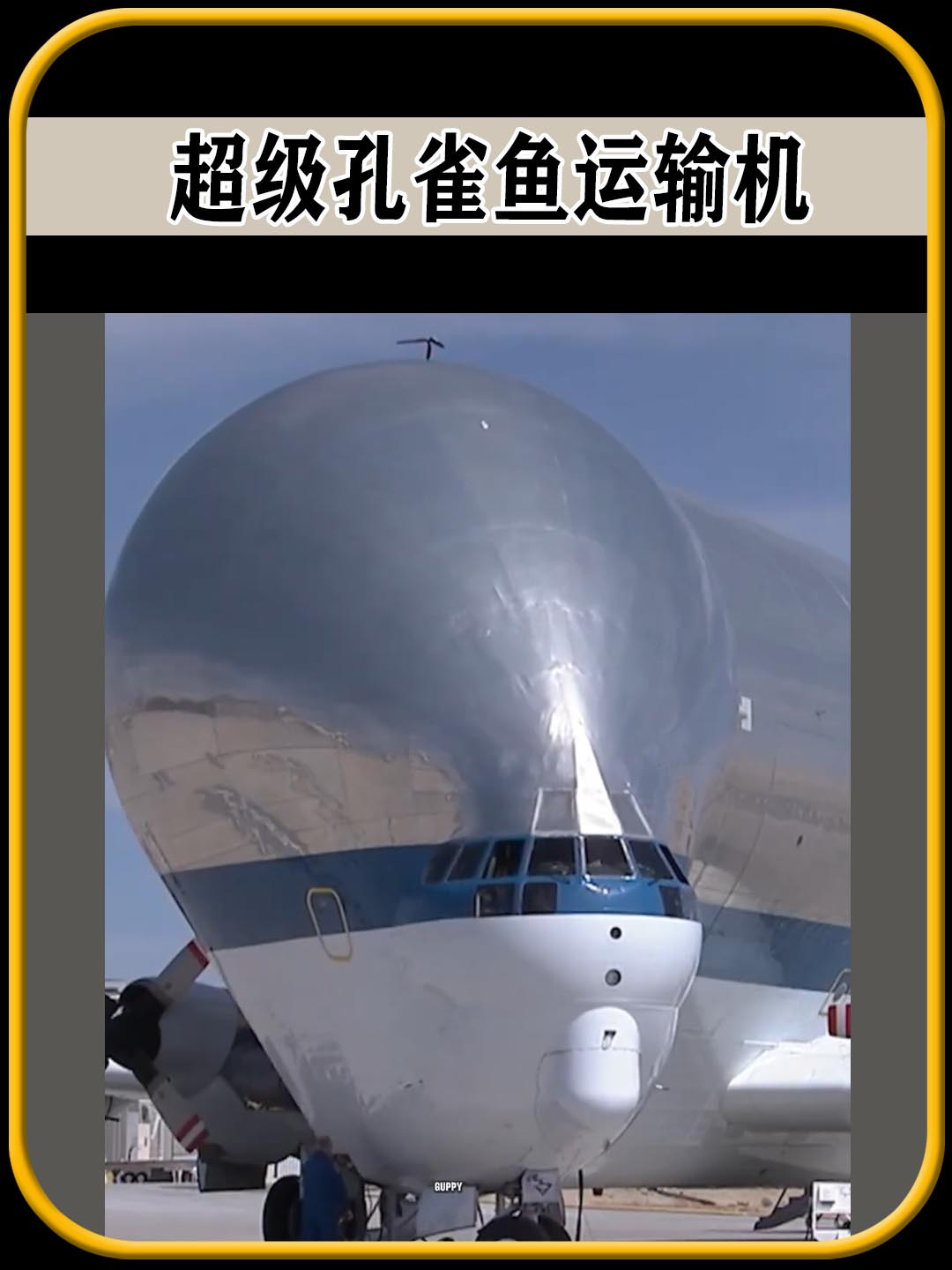 超级孔雀鱼运输机,值得一看