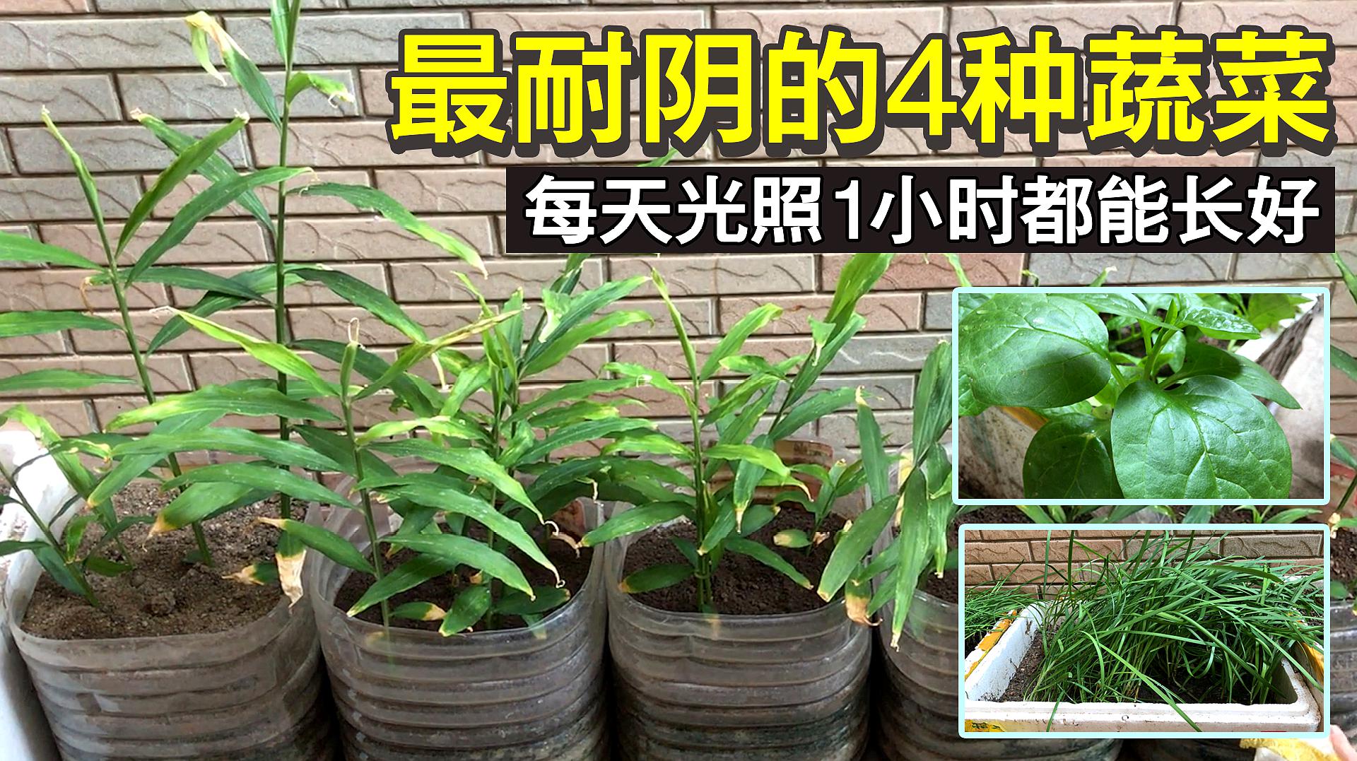 [图]超级耐阴的4种蔬菜，一天1小时光照也能活，亲测实验种植成功！