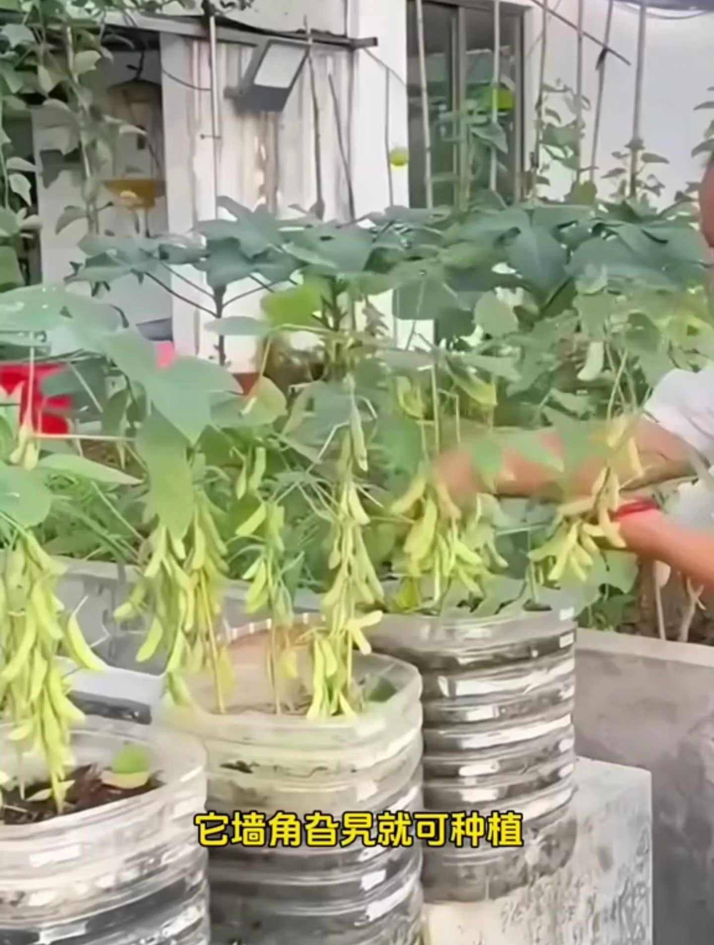 清明前后,种瓜点豆,今天来点毛豆,夏天的凉菜自由就靠自己了