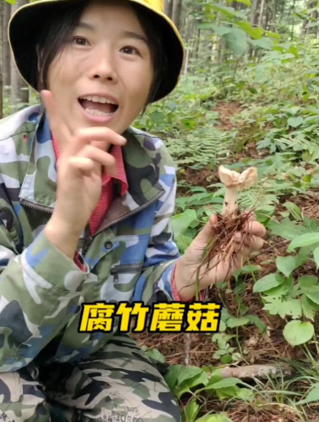 这种蘑菇长得像极了腐竹,无论怎么做都好吃,你一定没吃过吧?