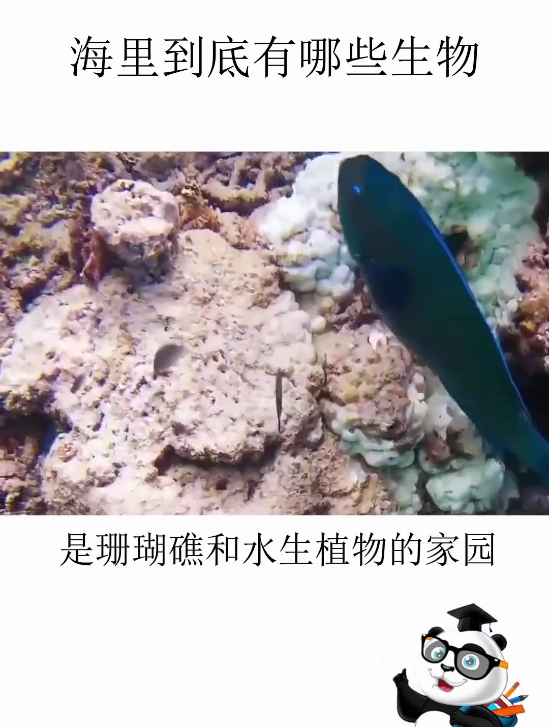 地球94%的生物都在海洋 海里到底有哪些生物