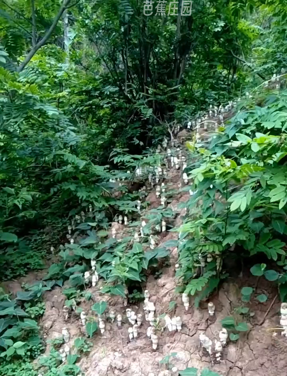 瞧这大黄鸡枞,满山遍野的鸡枞花,还有土堆鸡枞,黑白青红鸡枞全都有