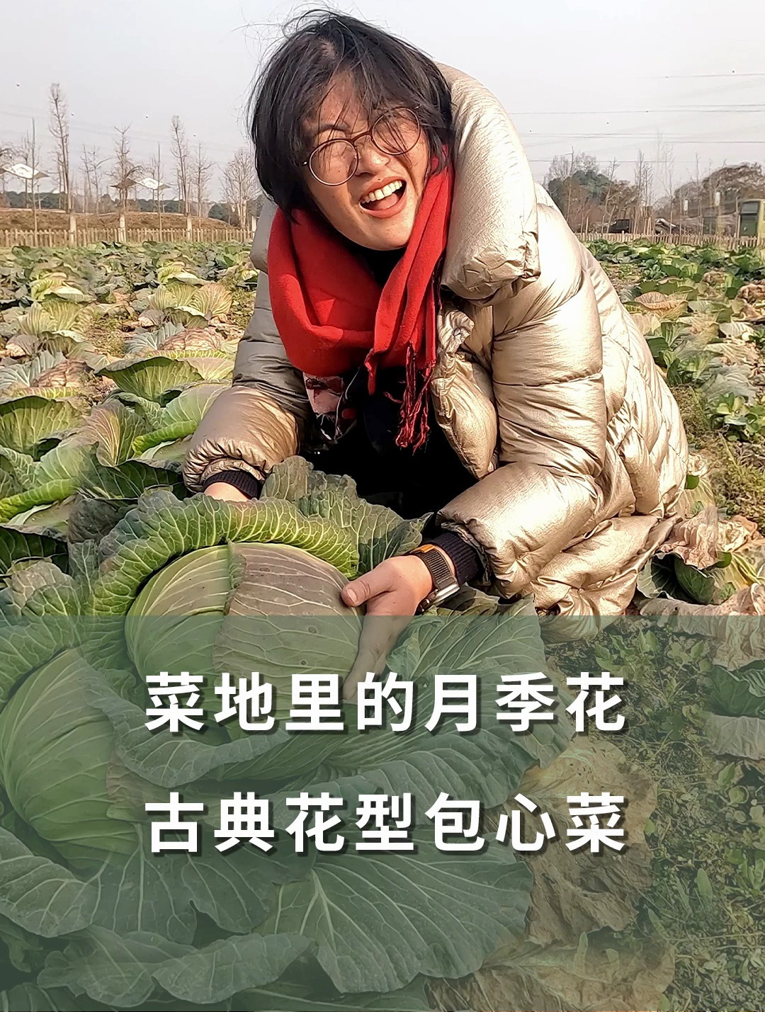 菜地里的月季花,古典花型包心菜