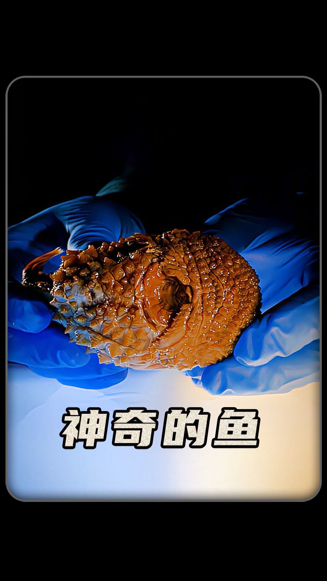 长得像数码宝贝的鱼你见过吗?