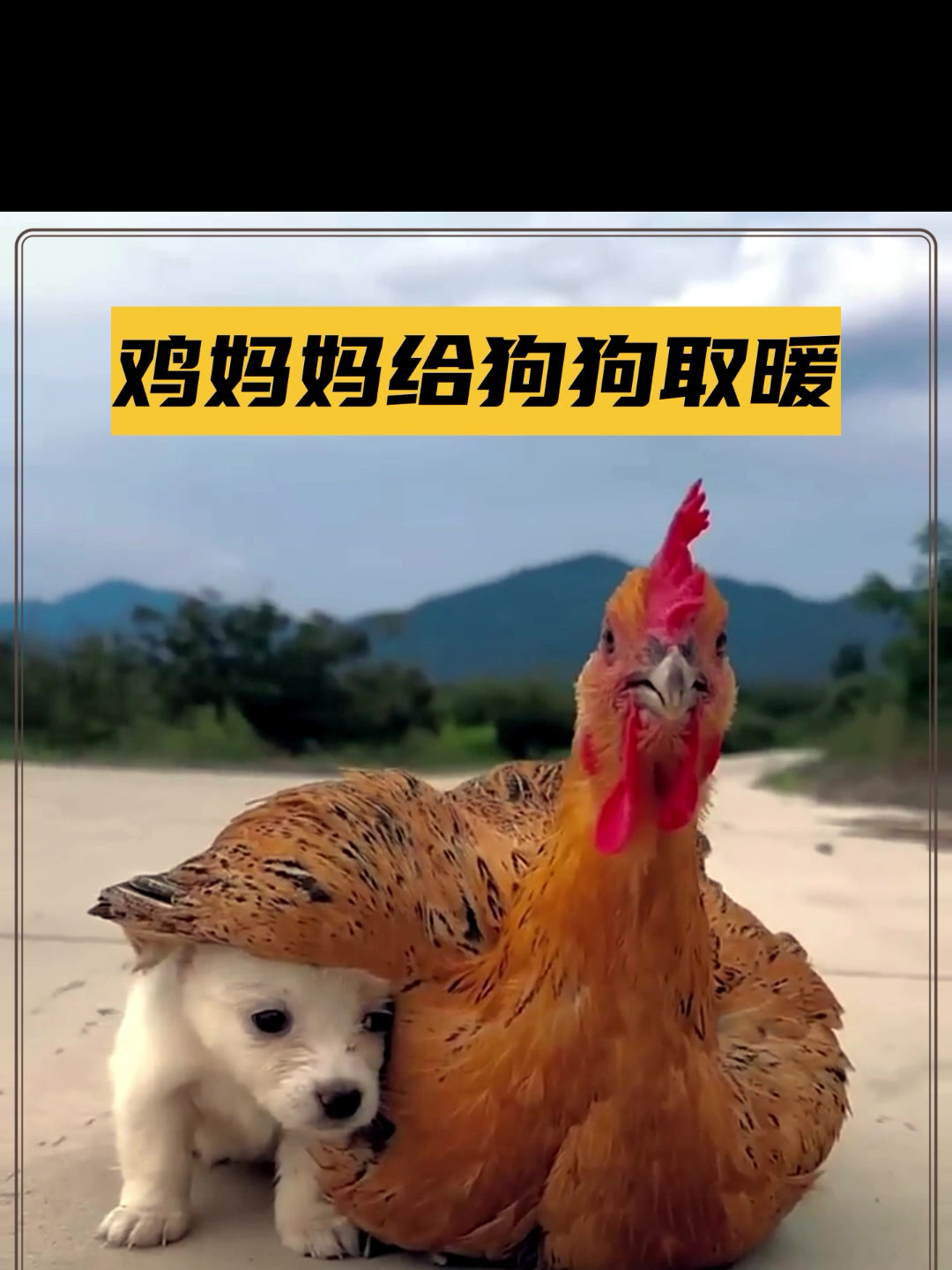 大爱无界,鸡妈妈用翅膀给狗宝宝取暖