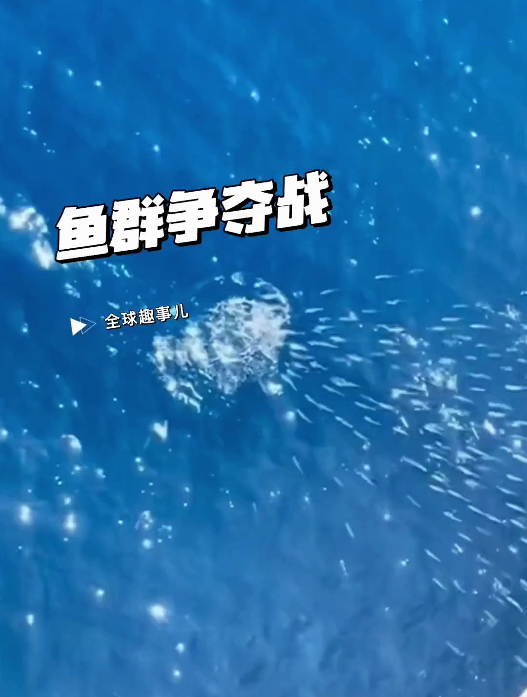 美味残渣成为鱼儿的盛宴,令人惊叹的海洋奇观!