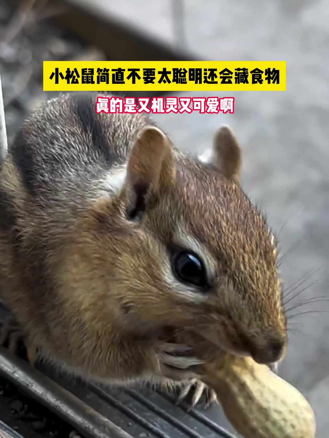 小松鼠简直不要太聪明还会藏食物,真的是又机灵又可爱啊
