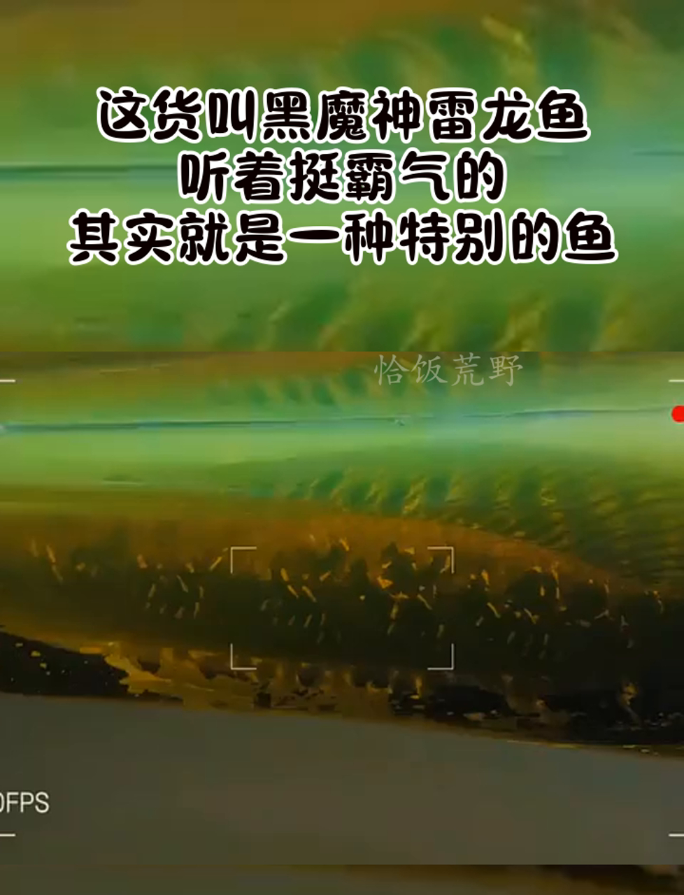 这货叫黑魔神雷龙鱼,听着挺霸气的,其实就是一种特别的鱼
