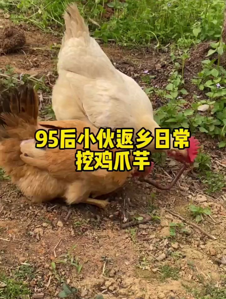 过来果园挖一些鸡爪芋,很多地方都叫它是魔芋