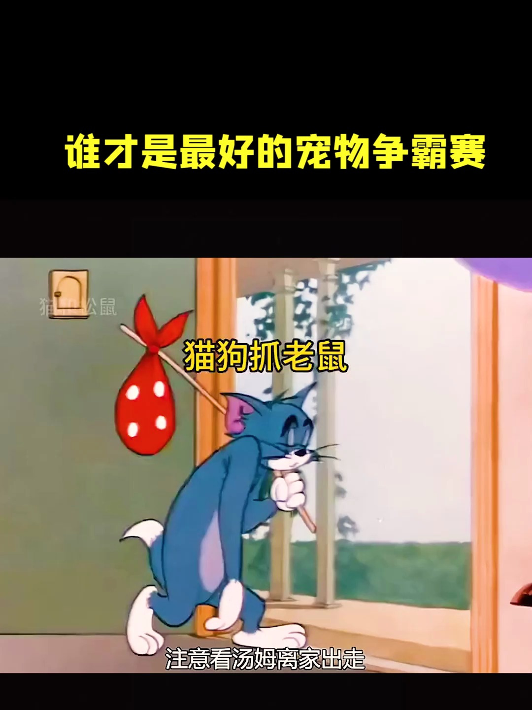 猫和老鼠动画片:谁才是最好的宠物争霸赛