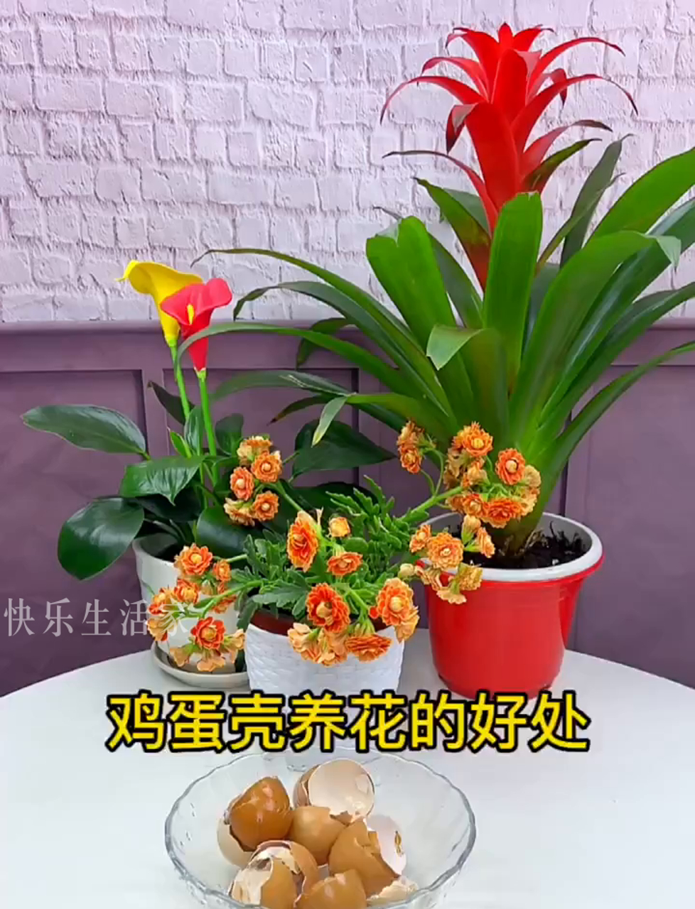 种花小妙招:用鸡蛋壳给植物加点料