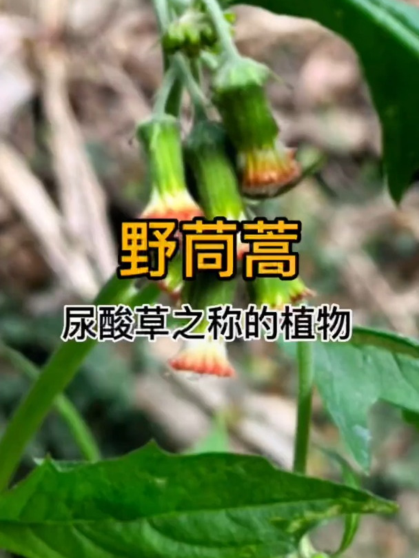 野茼蒿也叫革命菜或者尿酸草!植物百科中草药知识