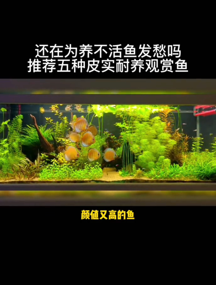 新手养鱼系列:适合新手朋友的5种皮实耐养观赏鱼,第一名是它!