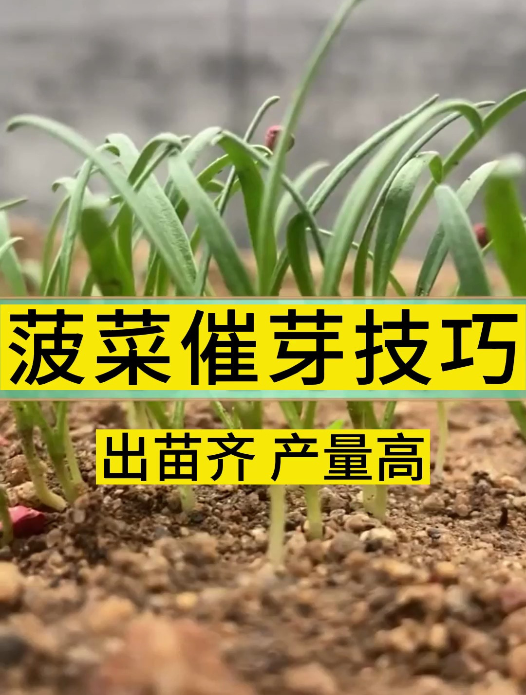 菠菜种子不发芽,黄叶还烂根?快试试这个小技巧,出苗齐产量高