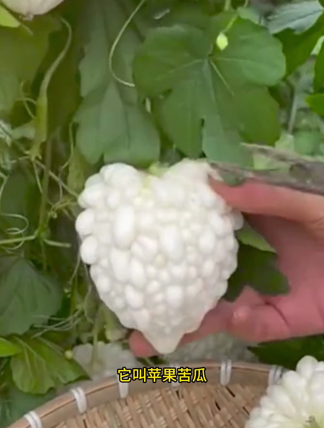 它叫苹果苦瓜,既是水果,又是蔬菜,因为可以生吃而得名苹果苦瓜