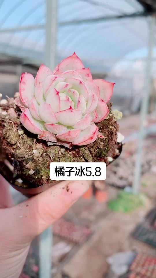 橘子冰,多肉植物界的小甜心