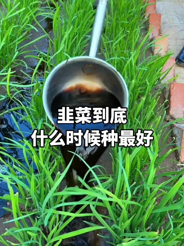 韭菜到底什么时候种最好?