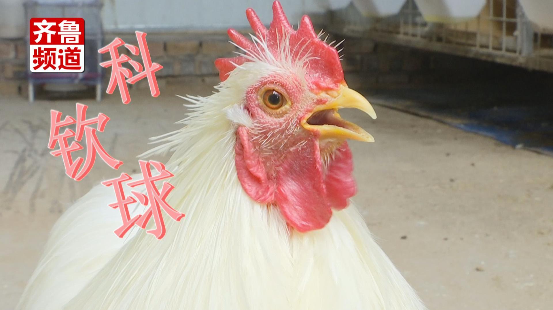 一只鸡上万块!小伙儿养殖观赏鸡致富