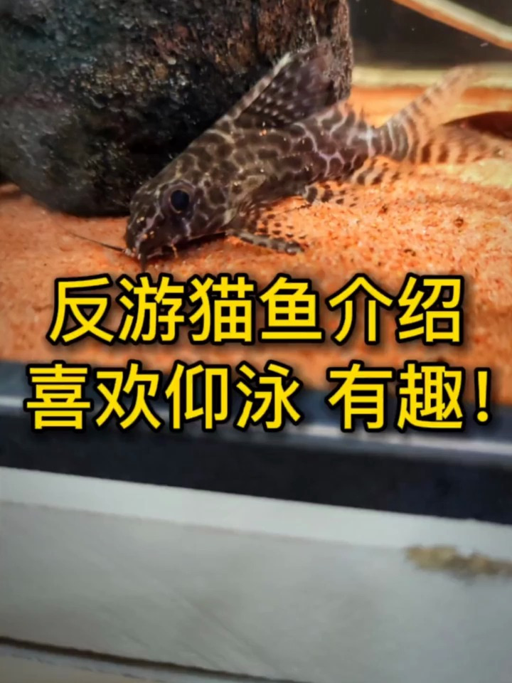 反游猫鱼介绍,一种有趣的观赏鱼,胆子小可脾气大