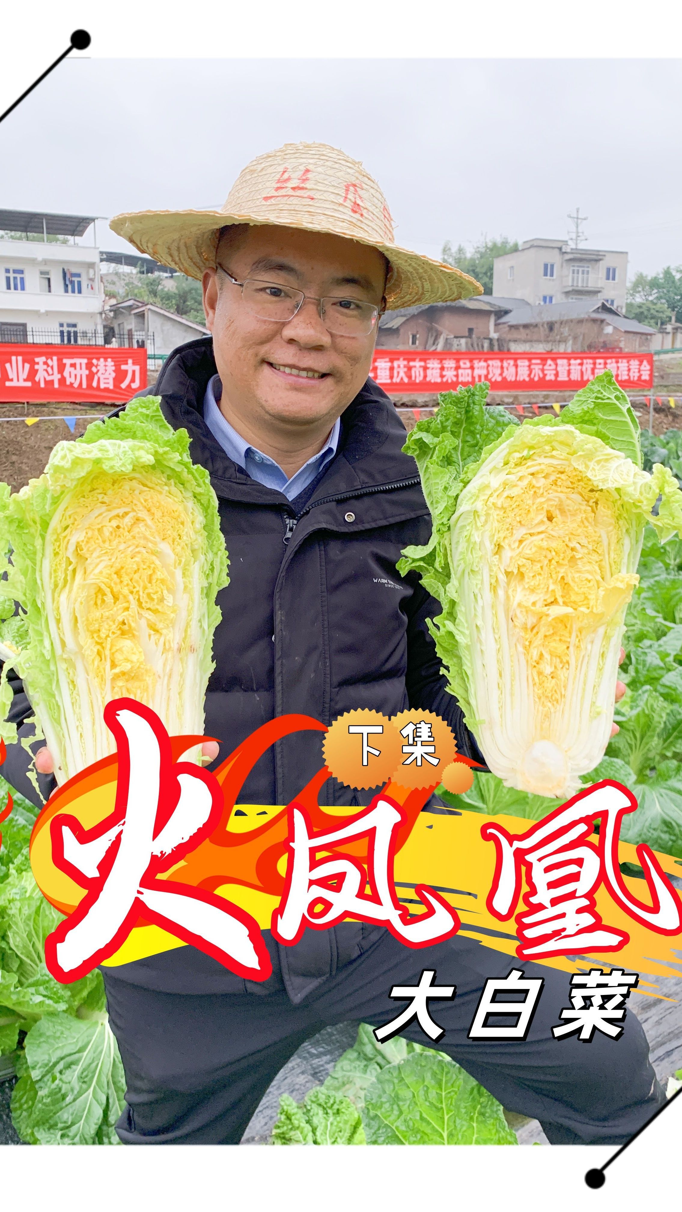 火凤凰大白菜下集