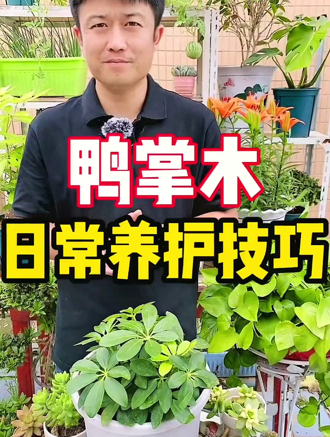 学会了这个方法,你的鸭掌木(八方来财树)也能养得很好 创作灵感