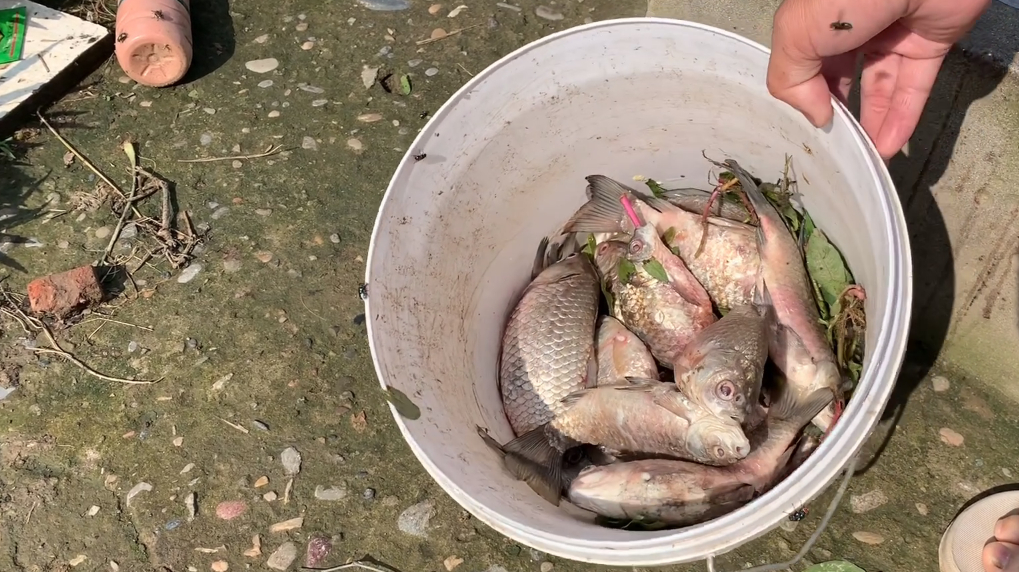鲫鱼不知道得了什么病,鱼肚发红溃烂一天死几斤,老淡紧急求医